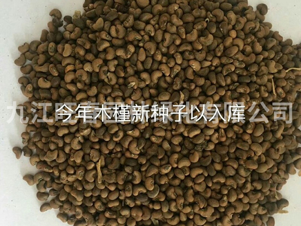 種子展示